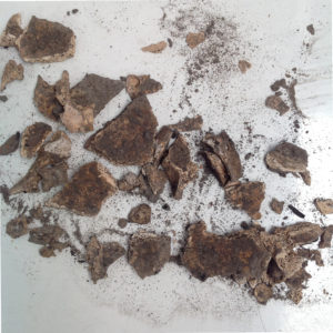 Animal bones recovered in a quadrant during the 2016 season
